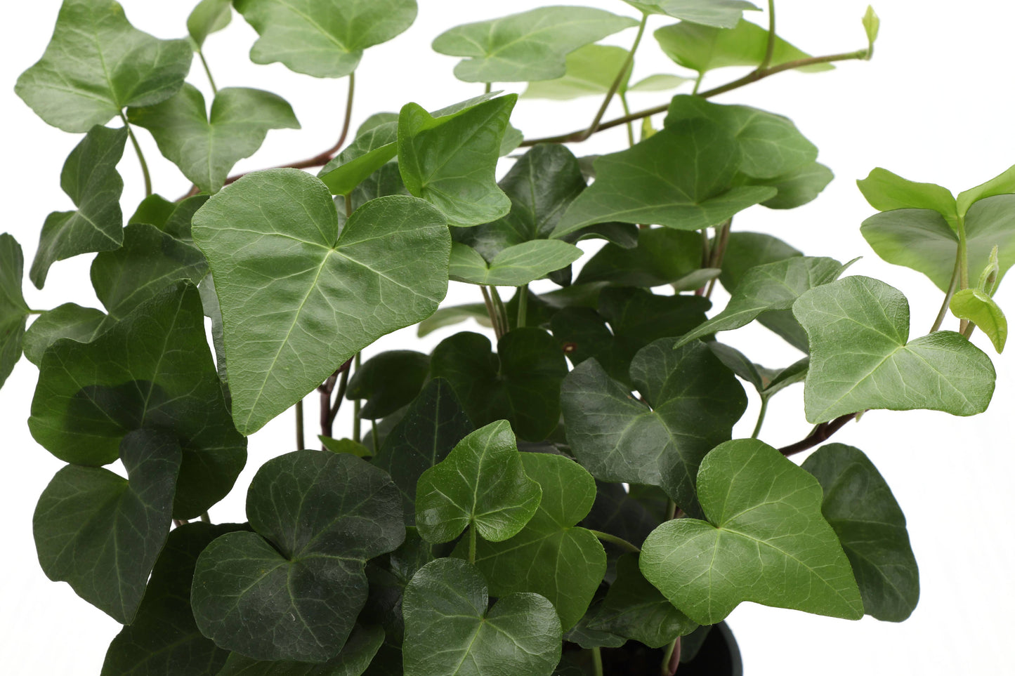 English Ivy - Live Plant: 3" Pot / Green