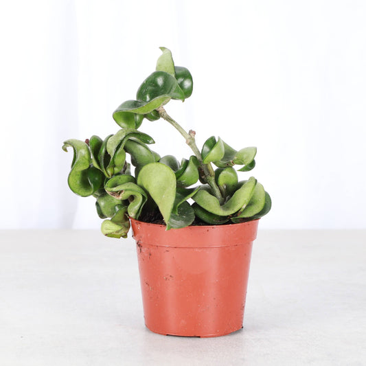 Hoya Compacta -  Live Plant: 2" Pot