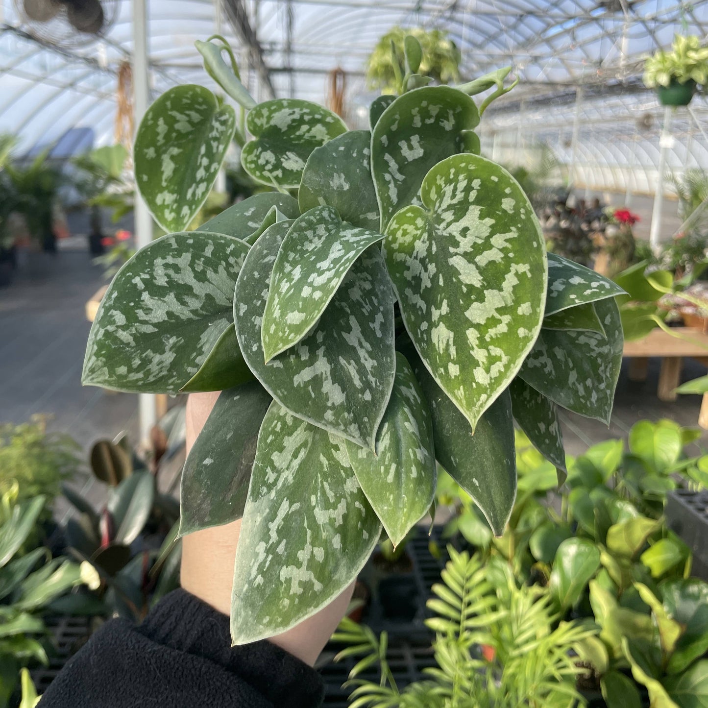 Satin Pothos, Scindapsus Pictus - Live Plant: 3" Pot