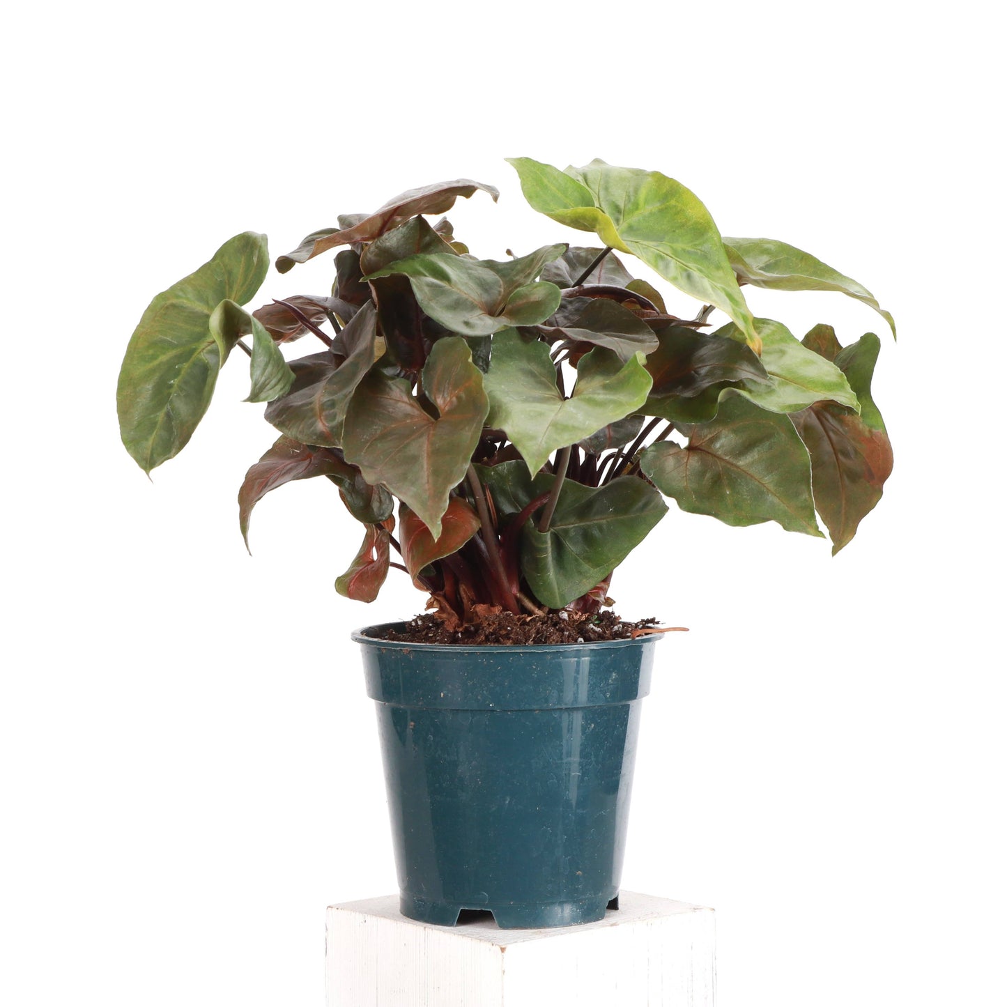 Maria Bronze Syngonium - 4" Live Plant