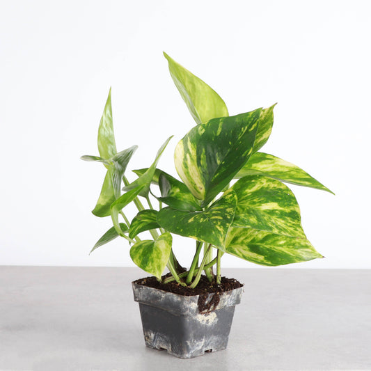 Golden Pothos Plant - Live Plant: 3" Pot
