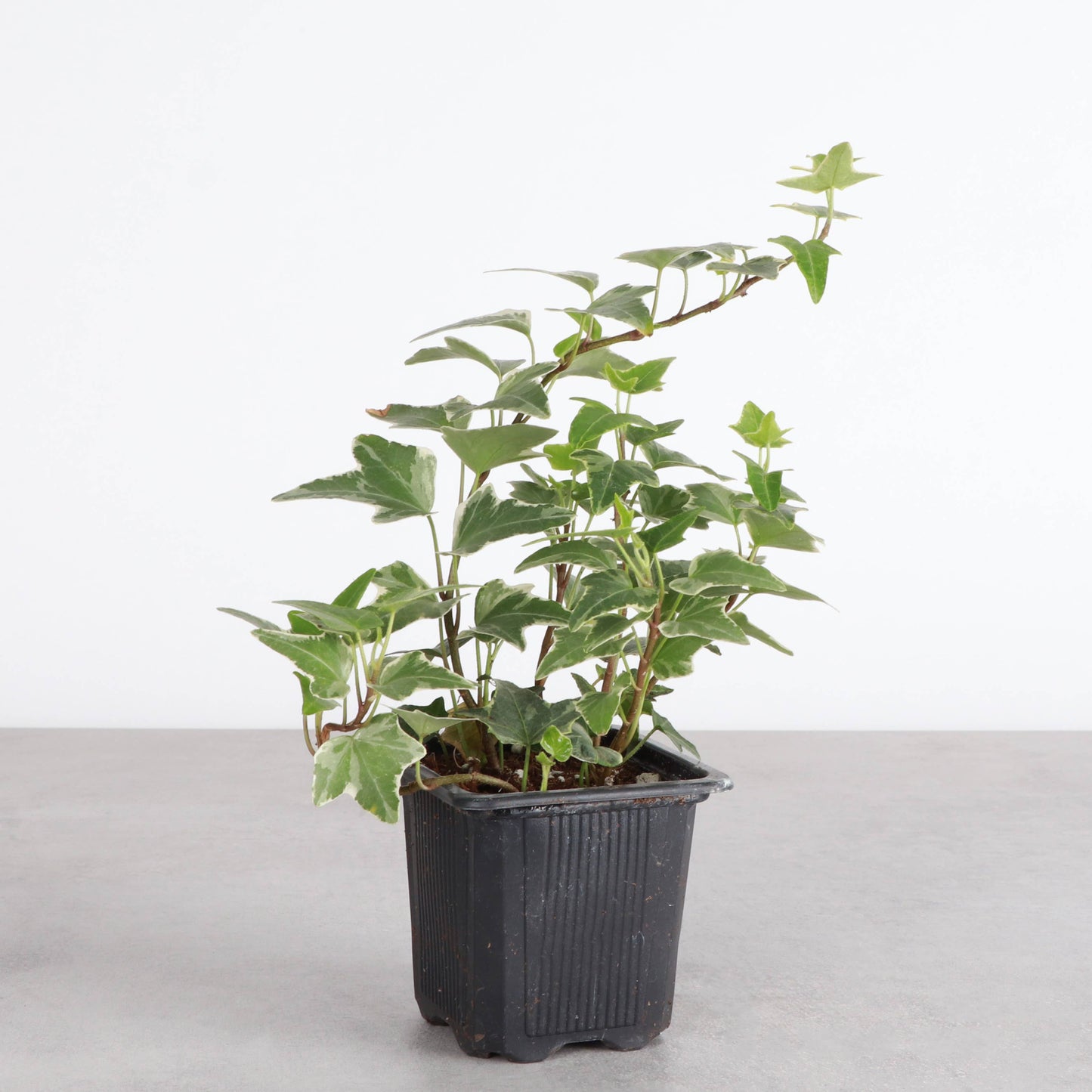 English Ivy - Live Plant: 3" Pot / Green