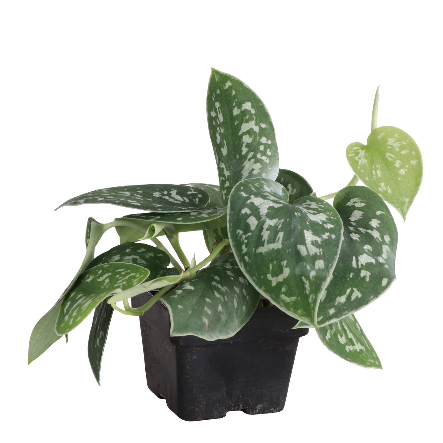 Satin Pothos, Scindapsus Pictus - Live Plant: 3" Pot