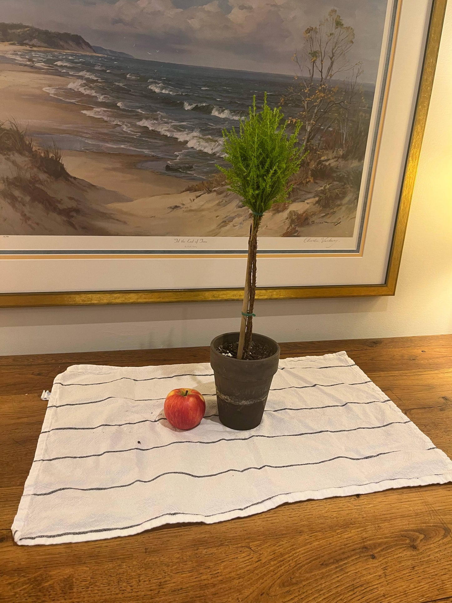 Live Lemon Cypress Topiary in 5 inch pot