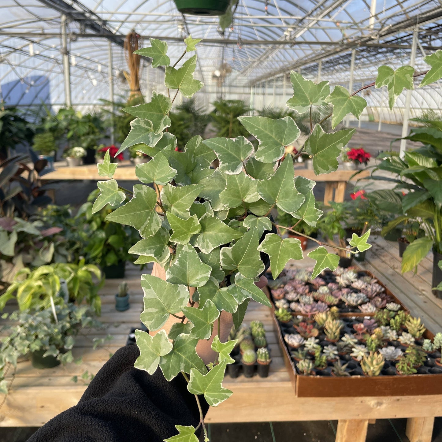 English Ivy - Live Plant: 3" Pot / Green