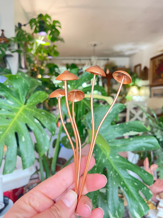 No watering needed—just a fun little fungi to keep your plants company.