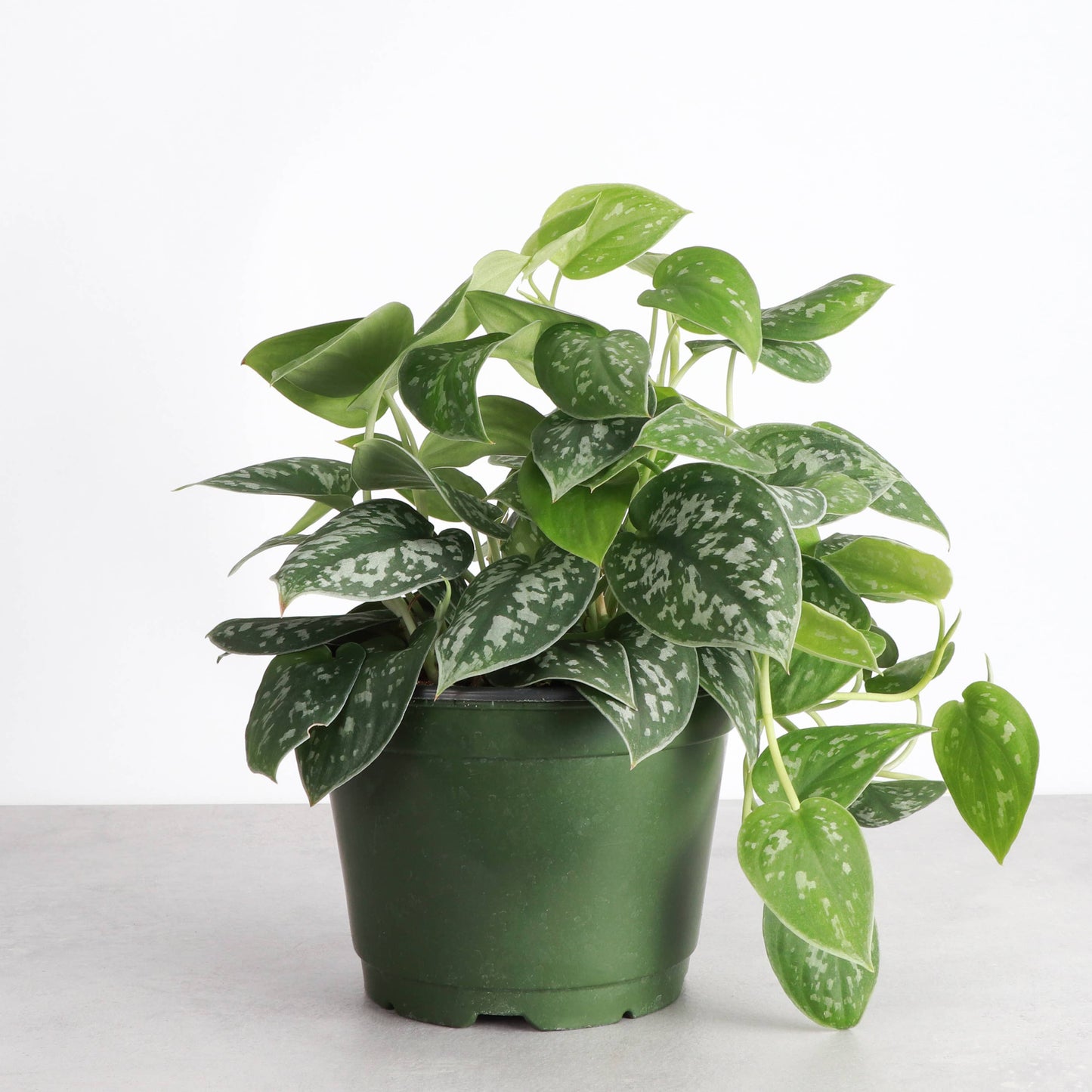 Satin Pothos, Scindapsus Pictus - Live Plant: 3" Pot