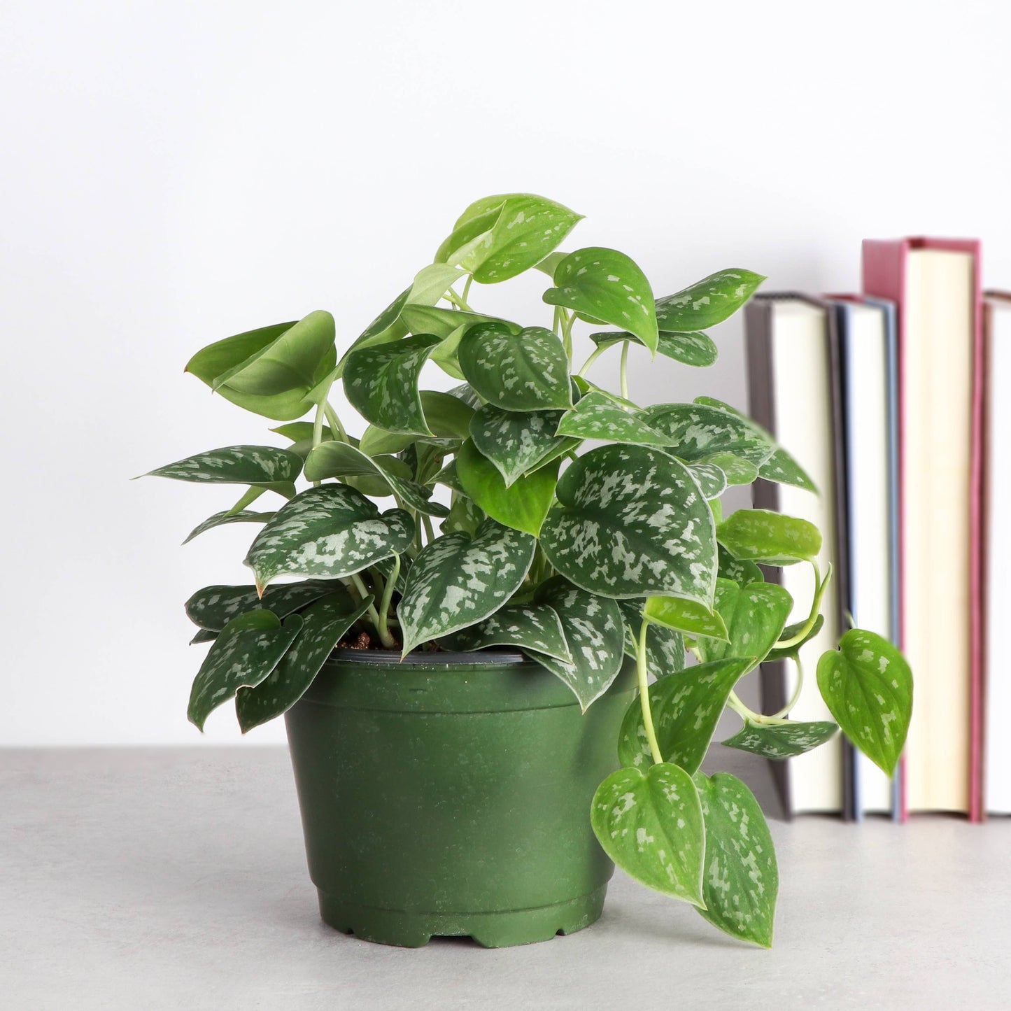Satin Pothos, Scindapsus Pictus - Live Plant: 3" Pot