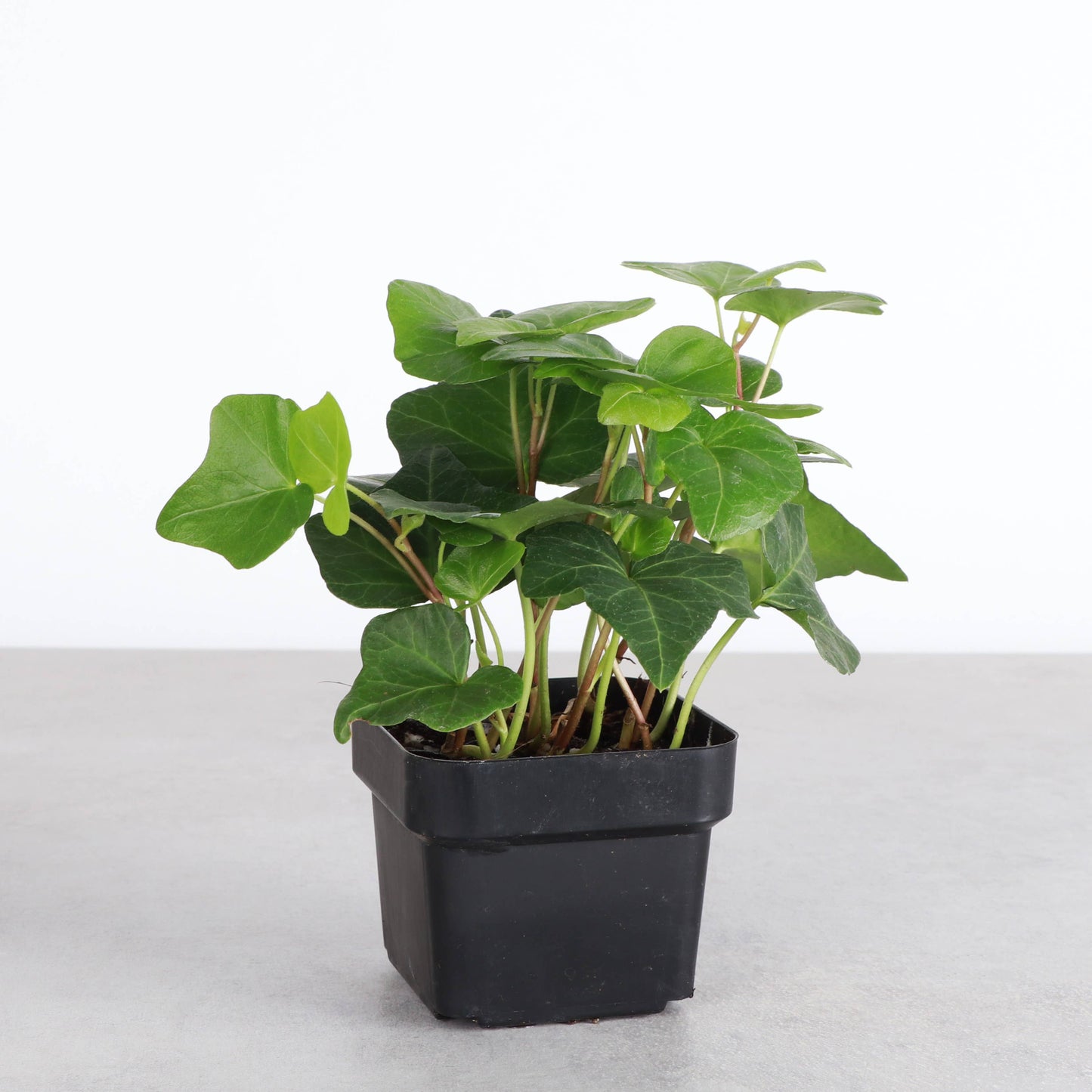 English Ivy - Live Plant: 3" Pot / Green