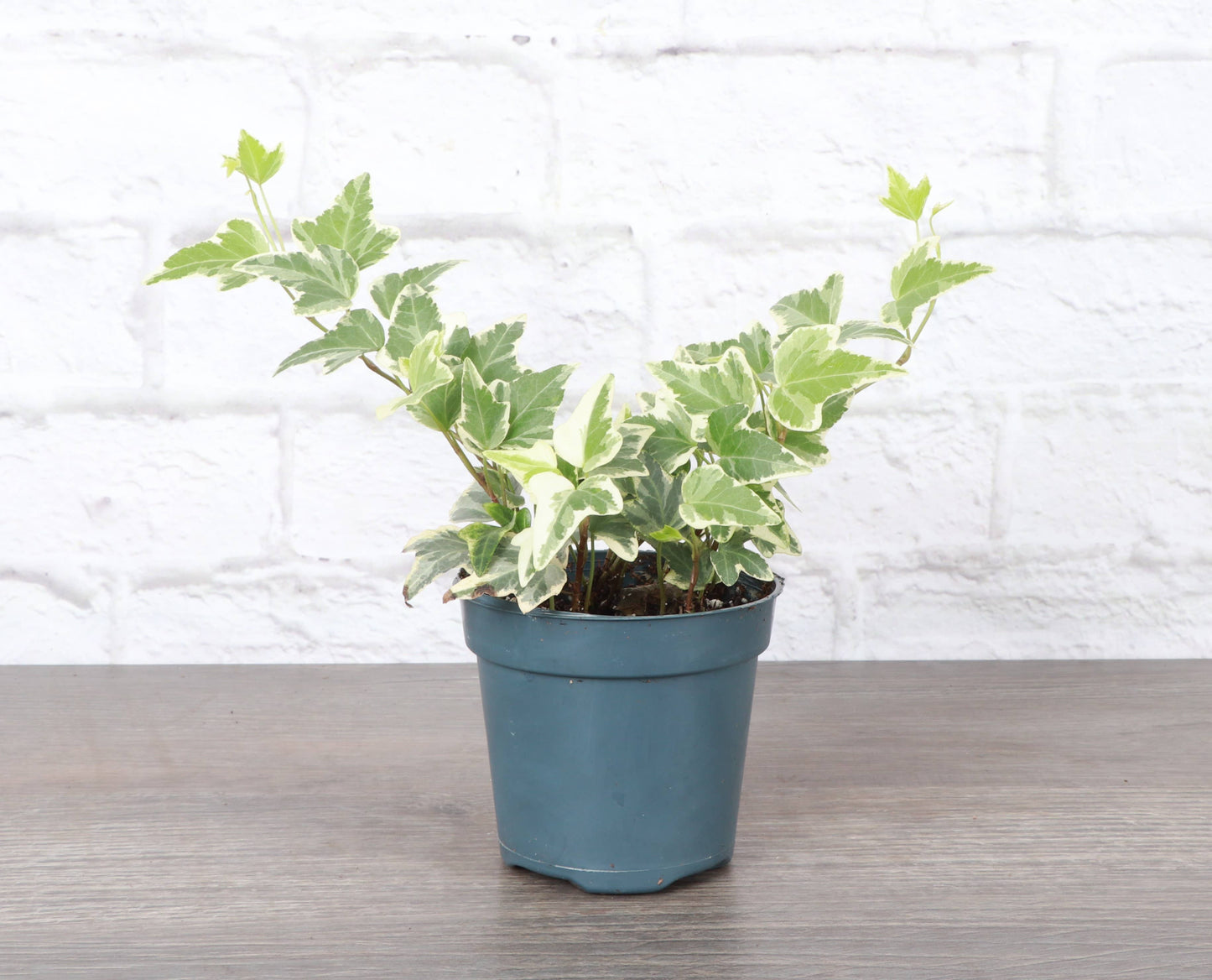 English Ivy - Live Plant: 3" Pot / Green
