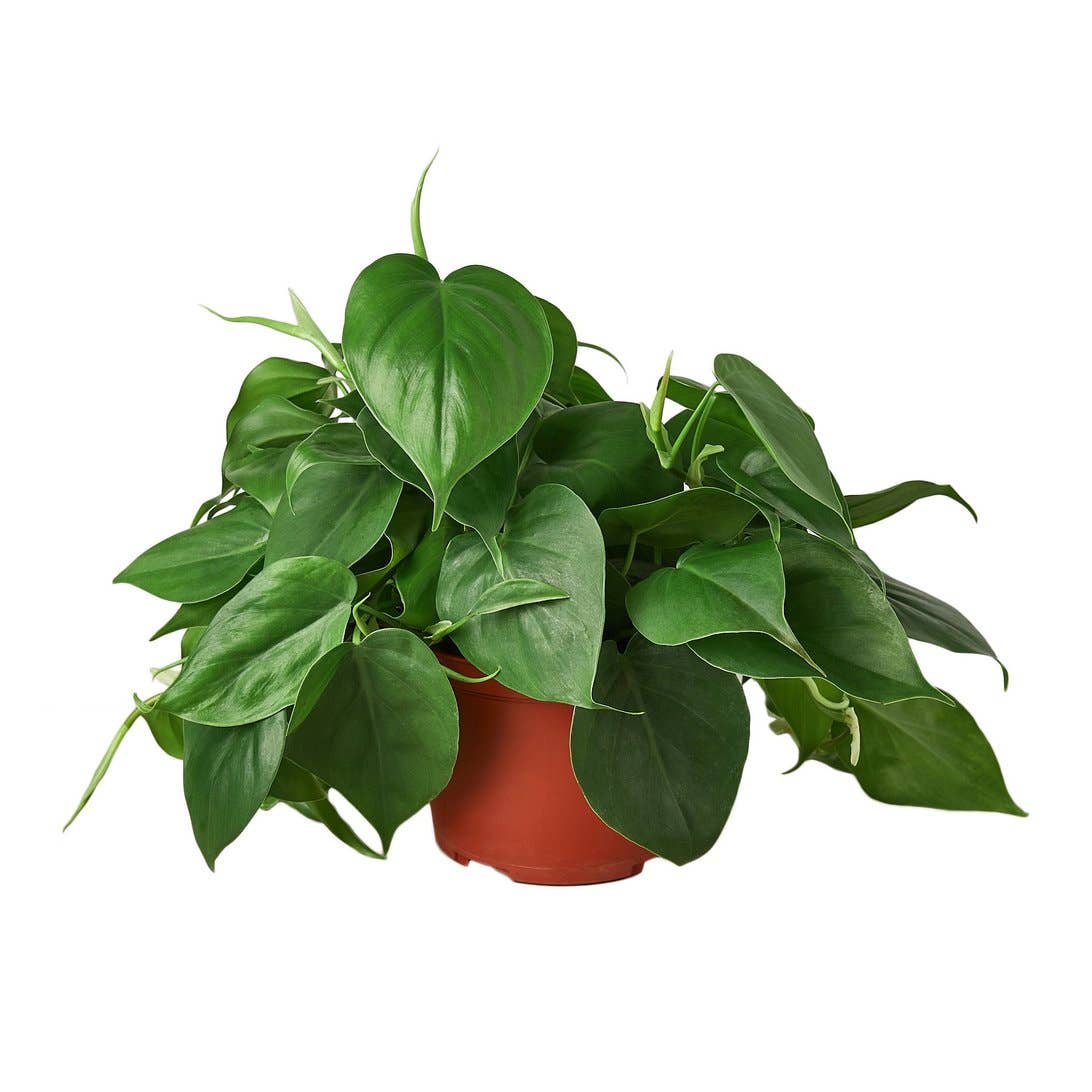 PHILODENDRON CORDATUM 4-inch