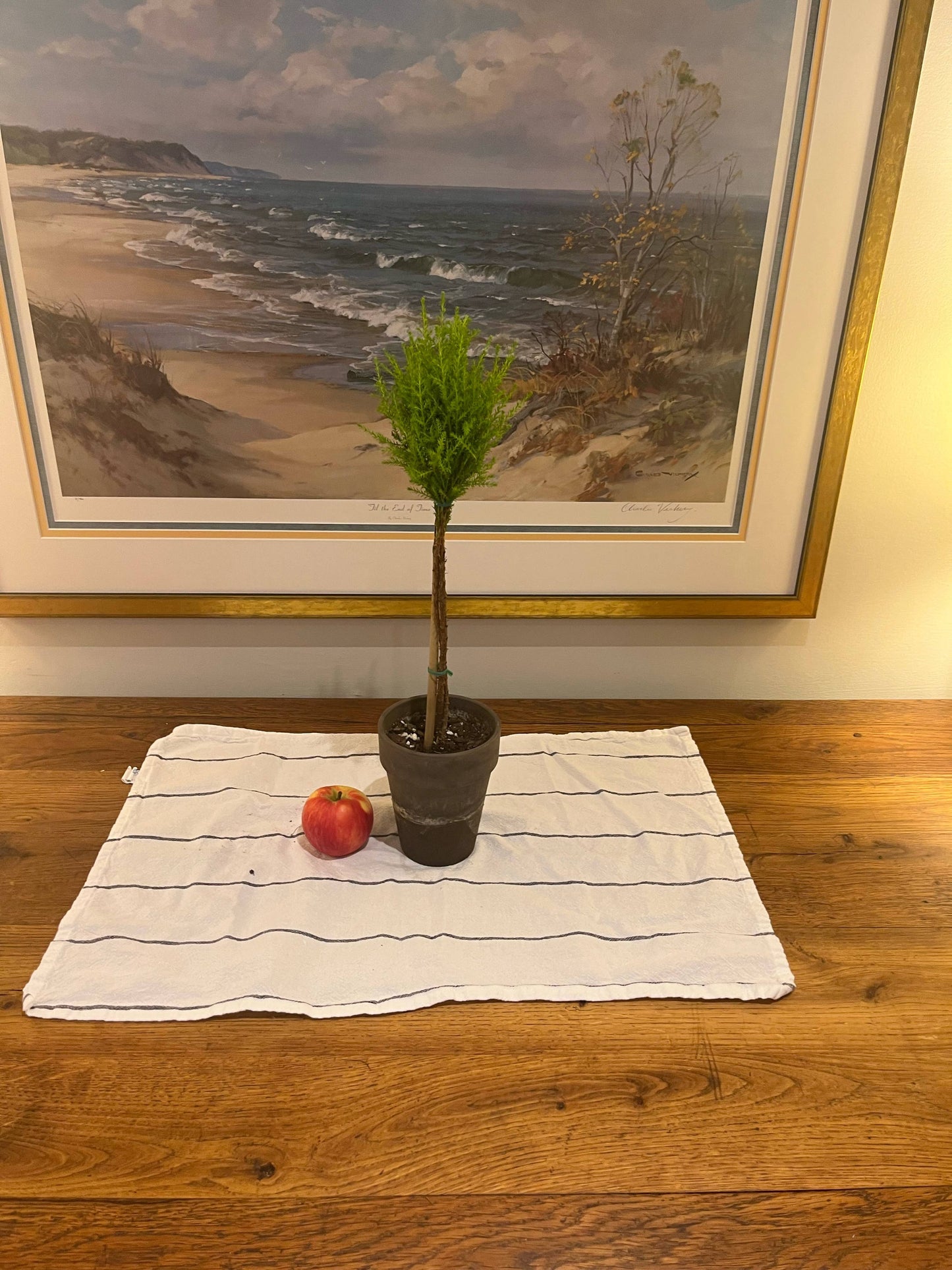 Live Lemon Cypress Topiary in 5 inch pot