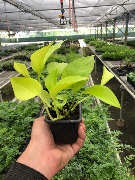 POTHOS NEON 3-inch