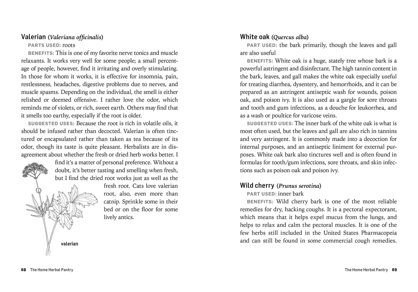 Herbs For Common Ailments: Trade Paperback