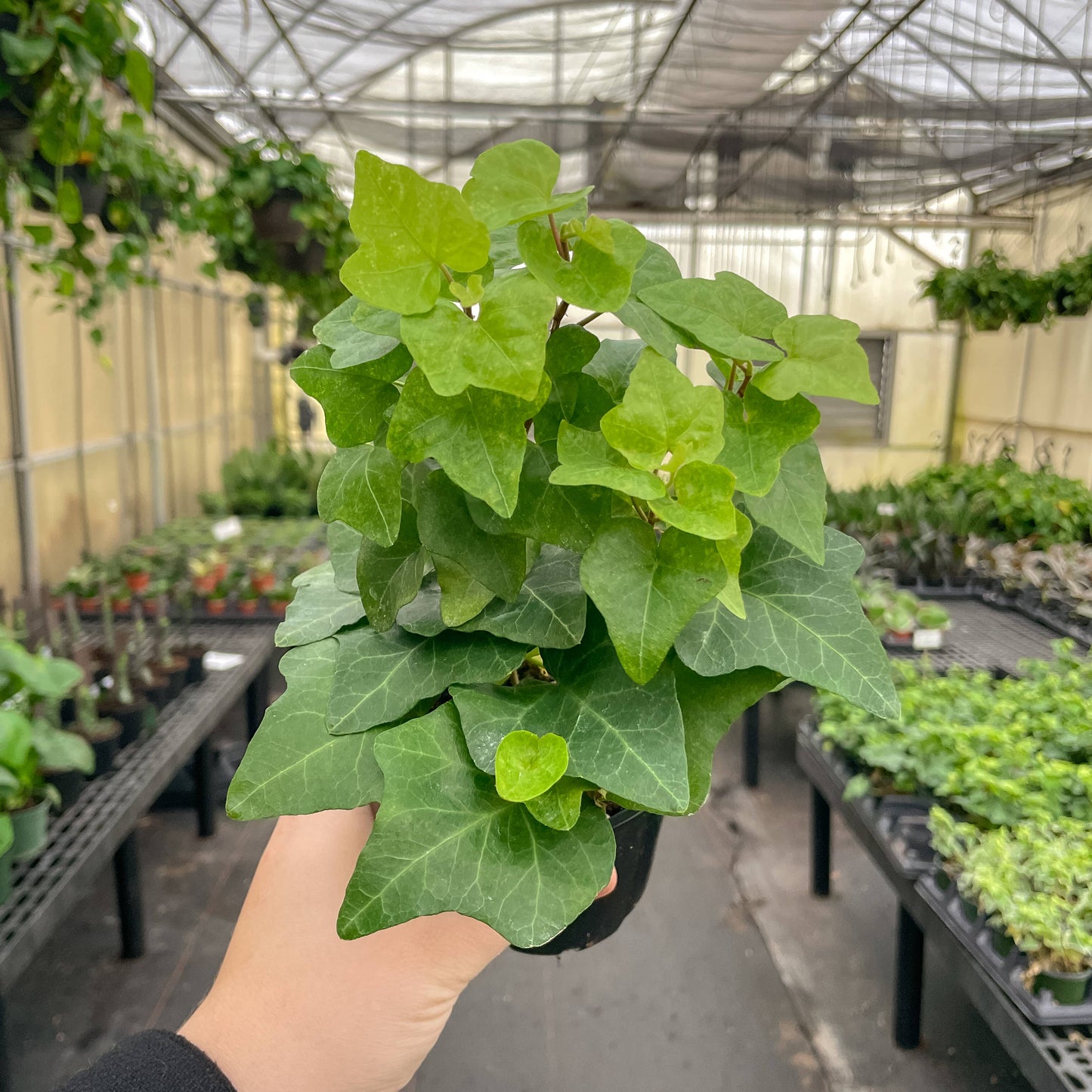 English Ivy - Live Plant: 3" Pot / Green