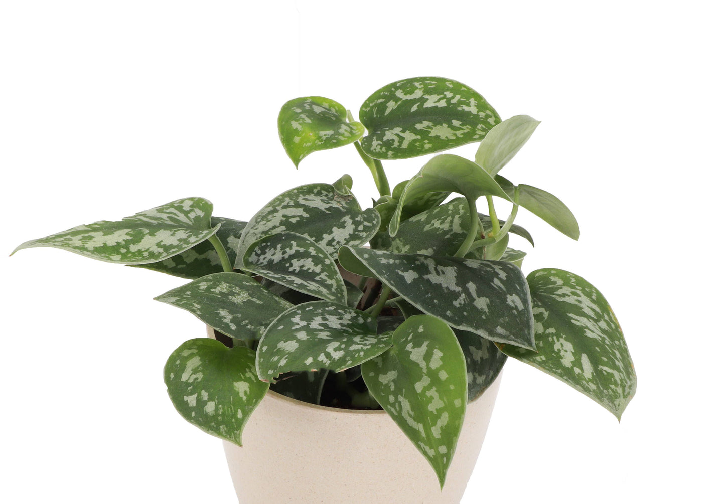 Satin Pothos, Scindapsus Pictus - Live Plant: 3" Pot