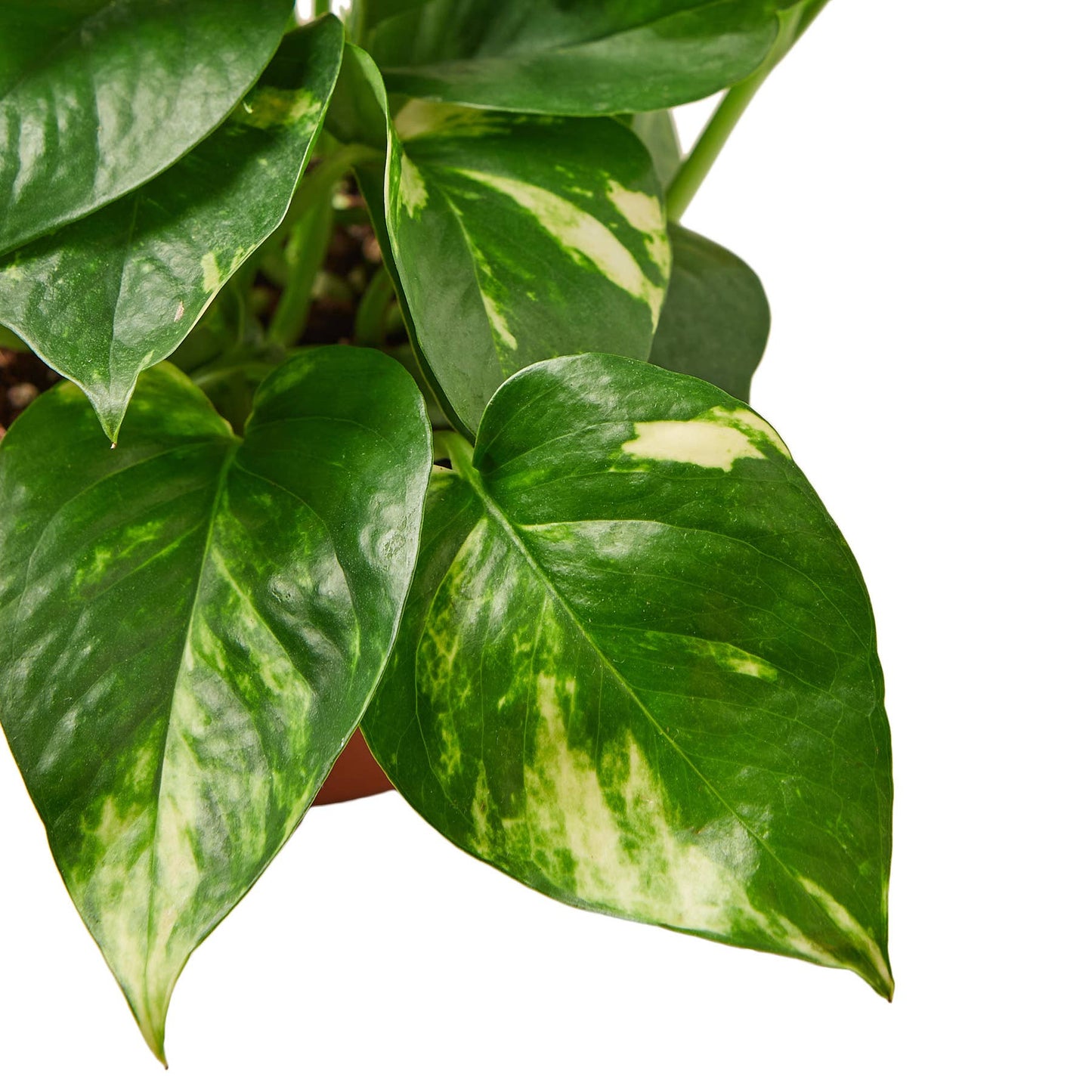 POTHOS GOLDEN 4-inch